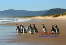 BRASIL RESCATA PINGÜINOS Foto tomada el 30 de abril de 2019, cedida por Petrobras. EFE/Petrobras/Archivo