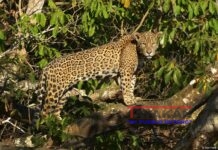 WWF busca respaldo de Latinoamérica para salvar el jaguar, su mayor felino.