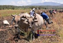 Las deportaciones y el éxodo de haitianos encarecen la comida en República Dominicana