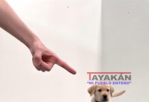 Los perros nacen preparados para comunicarse con las personas