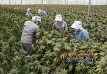 Colombia apunta al cannabis medicinal como un impulsor de las exportaciones