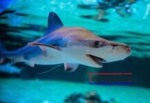 Tiburones, rayas y quimeras, en riesgo de extinción “sin precedentes”