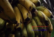 Sector bananero de países de Latinoamérica pide corresponsabilidad en costos