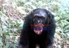 Confirman casos de lepra en chimpancés salvajes