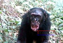Confirman casos de lepra en chimpancés salvajes