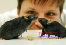 Una molécula producida durante el ejercicio físico frena el apetito