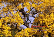 Posible terapia de la leucemia, obtenida de un árbol.