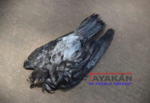 Palomas de castilla que adornan la fachada de la catedral de León están apareciendo muertas