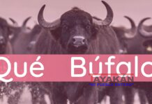 ¡Qué Búfalo!