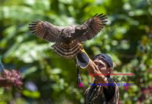 Cetrería en Nicaragua