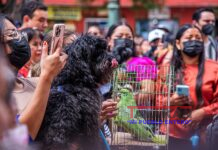 Iglesia bendice a más de 300 mascotas en México