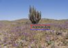 Desierto más árido del mundo vuelve a florecer