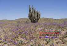 Desierto más árido del mundo vuelve a florecer