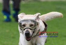 Fallece labrador rescatista mexicana