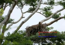 Descarbonización Económica