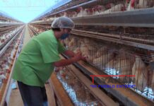 México diseña plan para proteger producción avícola de influenza aviar AH5N1