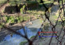 Brote de zancudos en pleno diciembre alarma a pobladores de León