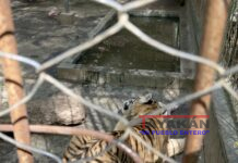 Todos los días sacrifican una ternera para darle de comer a los tigres del Zoológico Arlen Siu de León