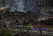 Deforestación de la Amazonía brasileña fue récord en el último año de Bolsonaro