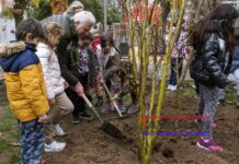 Plantar más árboles reduciría en un tercio muertes en verano en ciudades