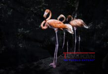 Flamencos Liberados en Montecristi
