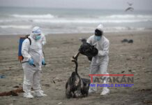 Lobos marinos y aves han muerto por la gripe aviar en Perú