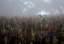 El Niño del Medio Ambiente