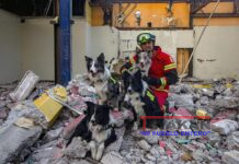 Entrenamiento de perros de rescate cobra popularidad en México debido terremotos