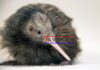 Zoo de Miami se disculpa por polémico video de kiwi, ave nacional de Nueva Zelanda