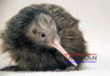 Zoo de Miami se disculpa por polémico video de kiwi, ave nacional de Nueva Zelanda