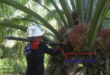 Palmeros colombianos toman medidas por el impacto del fenómeno del niño