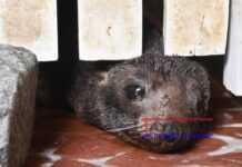 Lobo marino vuelve al agua tras rescate en Argentina con heridas en el cuello