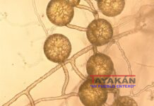 Cero Neto con Hongos