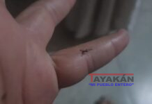 Proliferación de zancudos en León ante las primeras lluvias