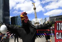 Marchan en México exigiendo alto a violencia y maltrato de animales