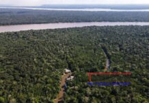 Deforestación cae un 31 % en la Amazonía brasileña hasta mayo