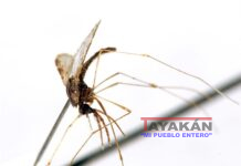 Erradicación de Malaria 2025