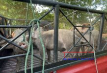 Saturación y alto costo de carne de cerdo en mercados de León ante una baja demanda