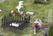 Funerales para perros y gatos, despedir a las mascotas en Colombia