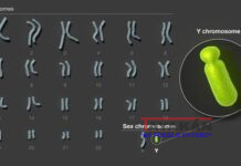 Descifrado el cromosoma Y.