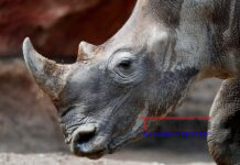 2.000 rinocerontes blancos en Sudáfrica serán liberados
