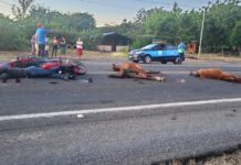 Muere joven motorizado al esquivar dos equinos, la tragedia se registró en el municipio de Malpaisillo-León
