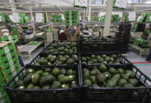 Santo Guacamole por el Super Bowl.