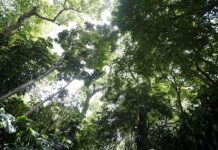 Un compuesto vital para la vida probablemente intervino en su origen