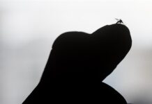 El Ministerio de Salud de Perú crea un repelente contra el dengue.