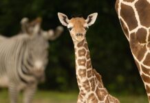 Muere una joven jirafa en el Zoológico de Miami