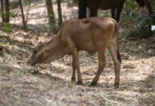 Nicaragua declara alerta sanitaria por presencia del gusano barrenador