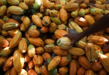 “El Cacao Oro Marrón”