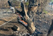 León: Fuertes vientos y ola de calor provocan interrupción en el fluido eléctrico e incendios forestales