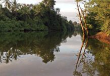 Pago por Servicios Ambientales, el programa estrella de Costa Rica para cuidar los bosques.